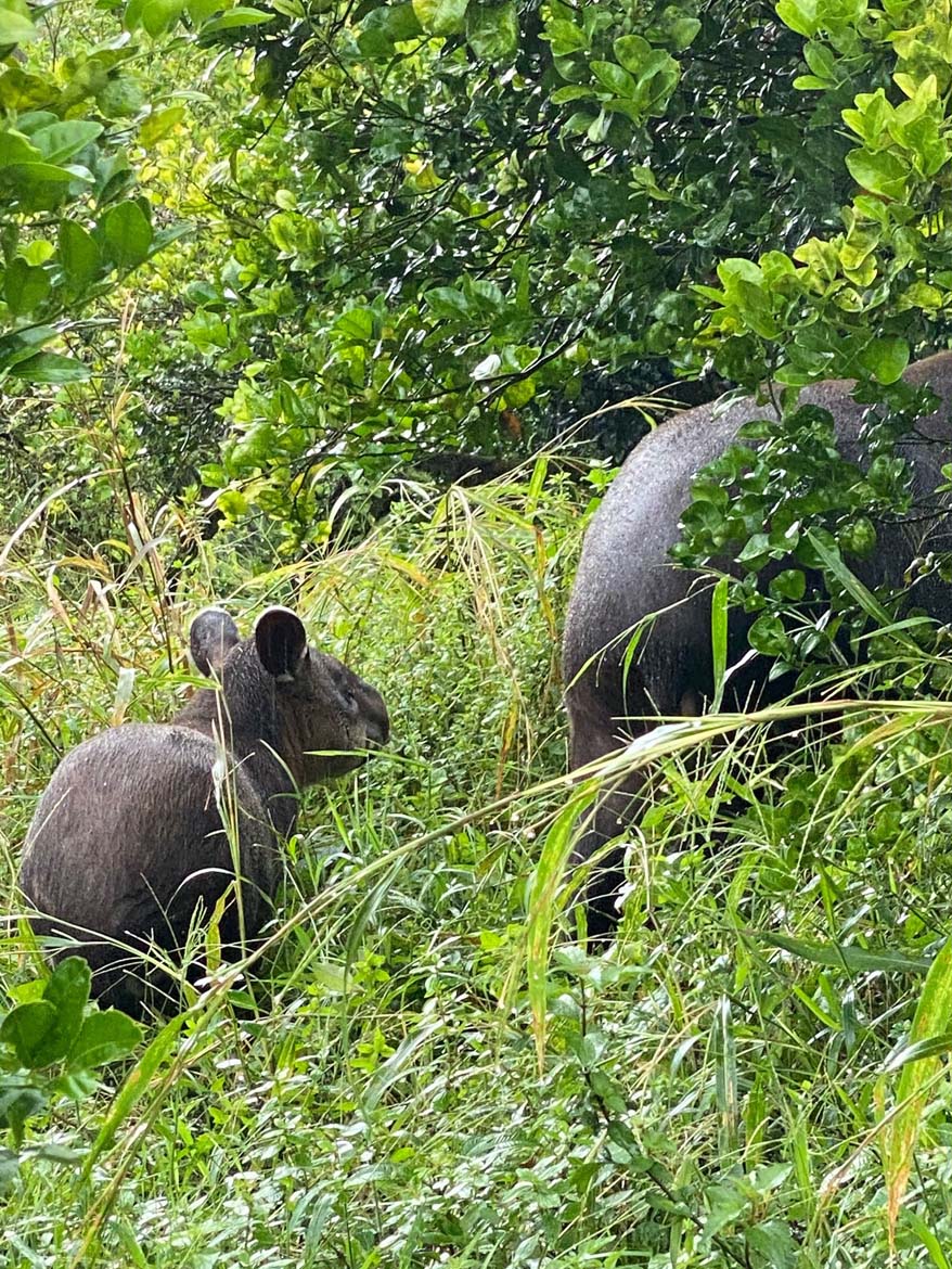 Nai Conservation - Origen Foundation